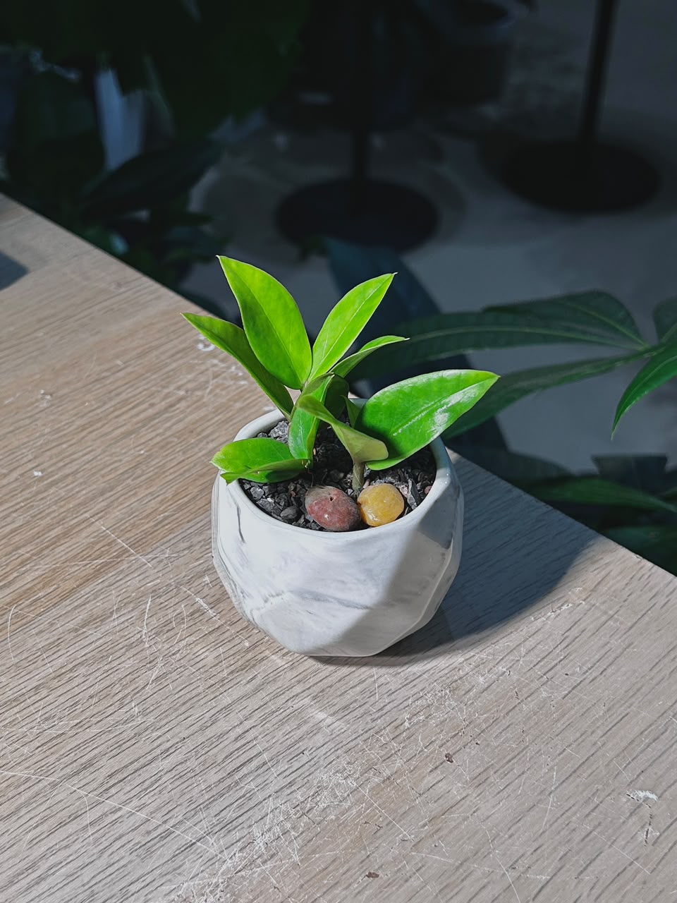 ZZ Plant (金钱树) Zamioculcas Zamiifolia in White Marble Geometric Ceramic Pot