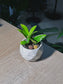 ZZ Plant (金钱树) Zamioculcas Zamiifolia in White Marble Geometric Ceramic Pot