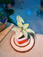 Pink Splash Arrowhead Plant (合果芋) Syngonium Podophyllum in Glazed Ceramic Pot