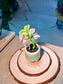 Bird Flower (小鸟花) Euphorbia Tithymaloides in Crackle Glazed Ceramic Pot