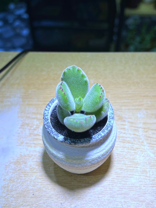 Bear Paw in Light Colorful Ceramic Pot