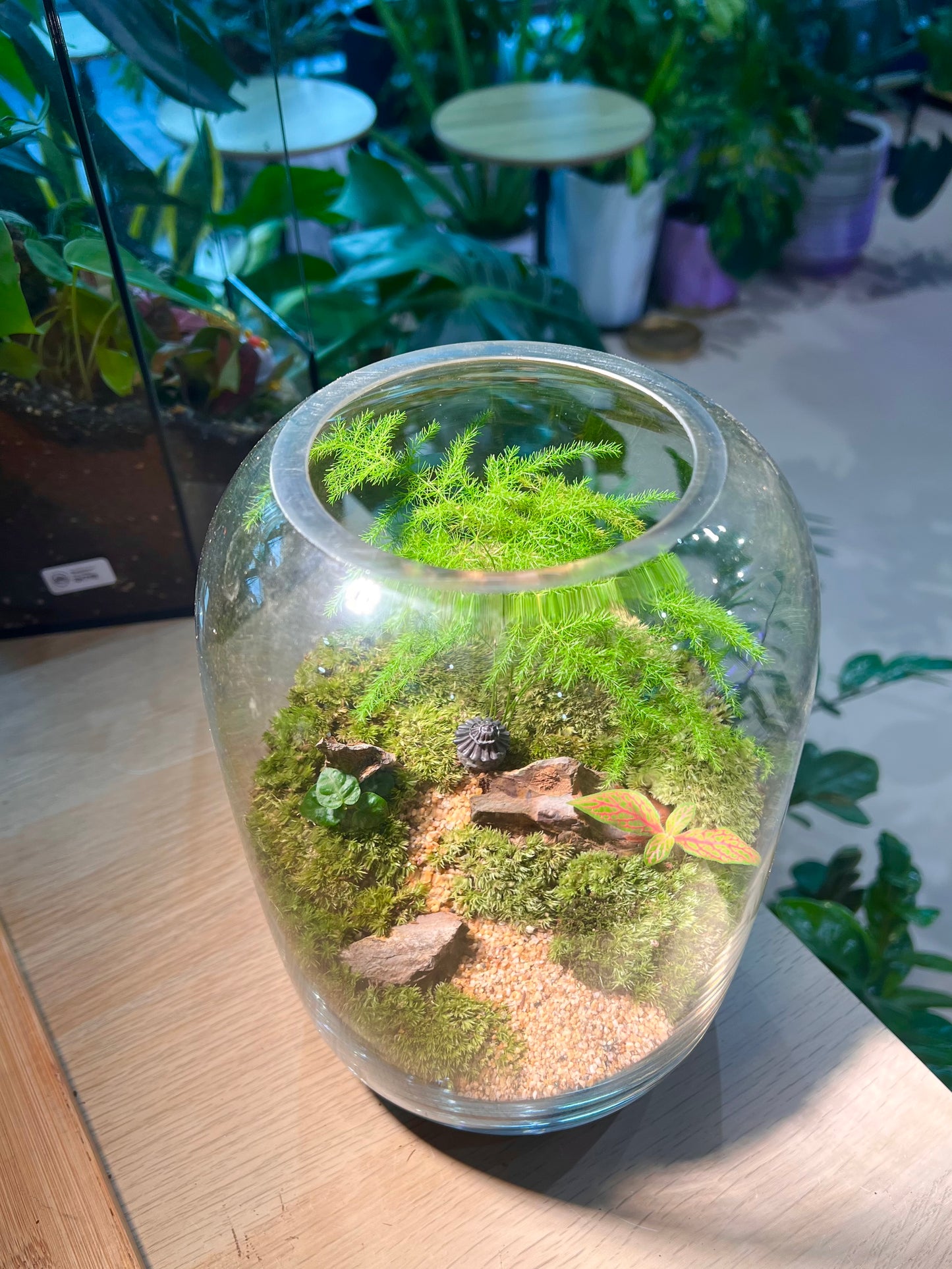 Asparagus Fern with Moss Arrangement in Tall Fishbowl Glass without Lid Terrarium