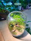 Asparagus Fern with Moss Arrangement in Tall Fishbowl Glass without Lid Terrarium
