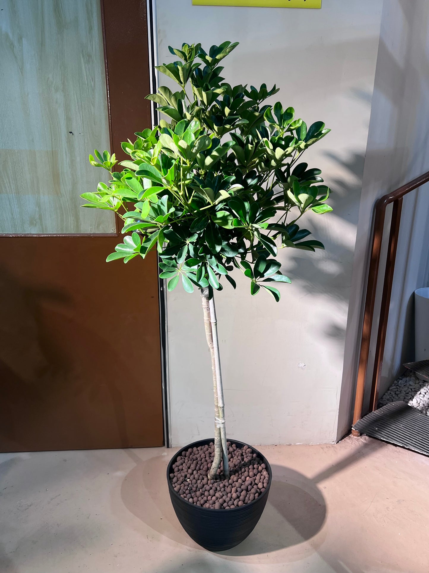 Dwarf Umbrella Tree (鸭脚木) in High Density Polymer Pot
