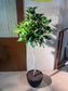 Dwarf Umbrella Tree (鸭脚木) in High Density Polymer Pot