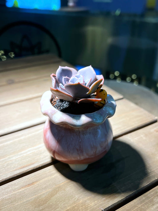 Echeveria in Handmade Petal Edge Ceramic Pot