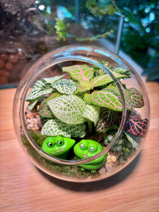 Indoor Plant in Round Glass Terrarium 🐸