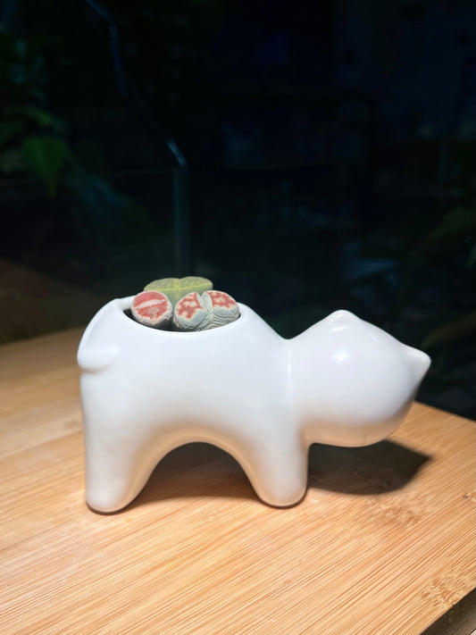 Lithops in White Cat Ceramic Pot