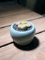 Lithops Paw in Short Round Ceramic Pot