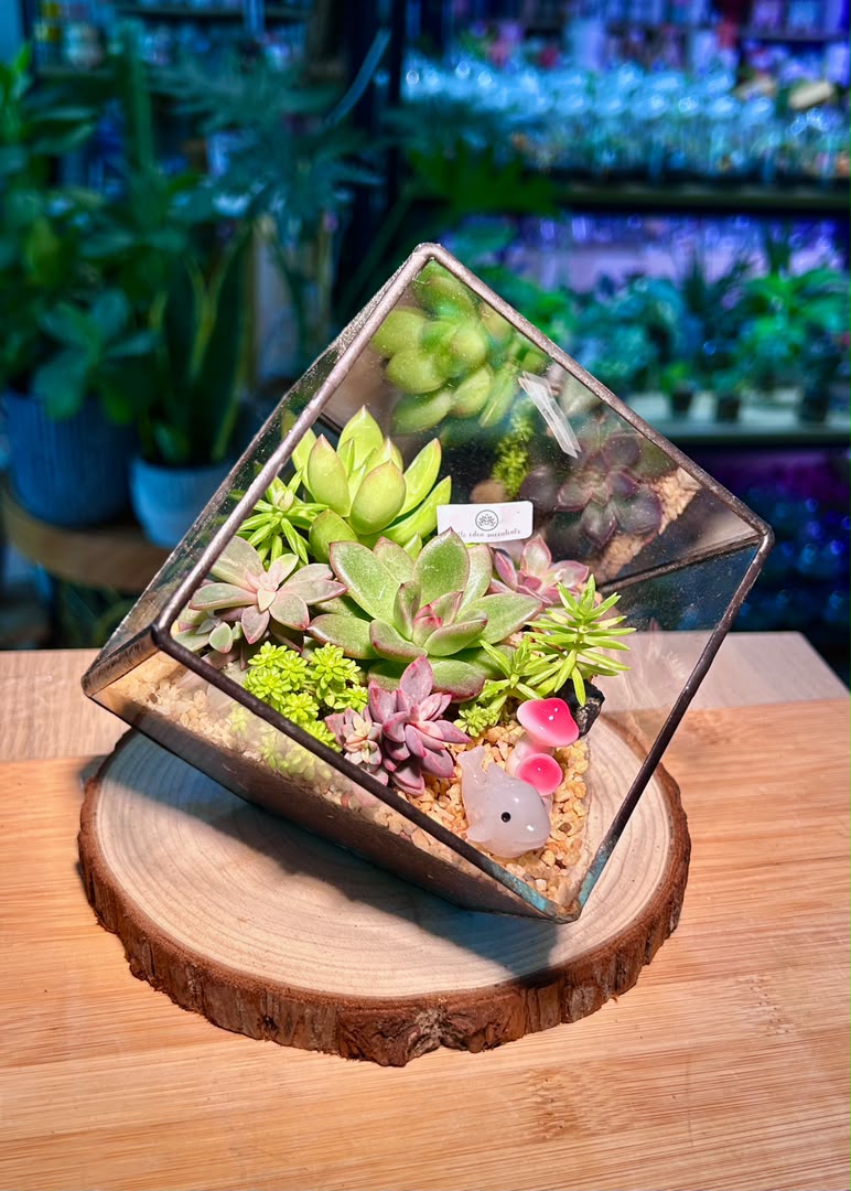 Succulent Arrangement in Black Frame Cubical Terrarium