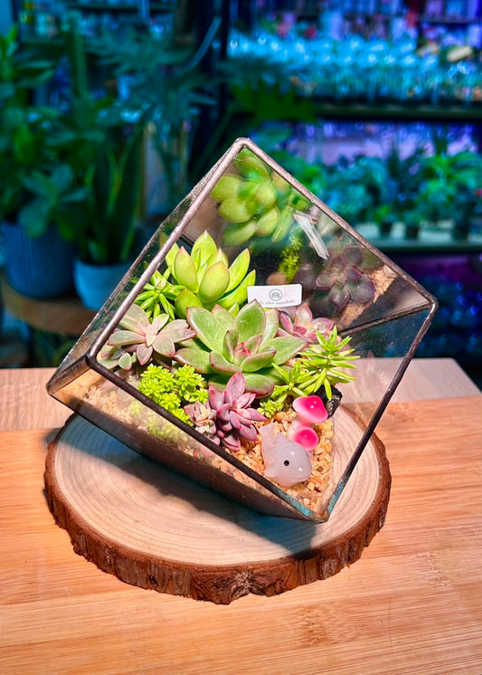 Succulent Arrangement in Black Frame Cubical Terrarium