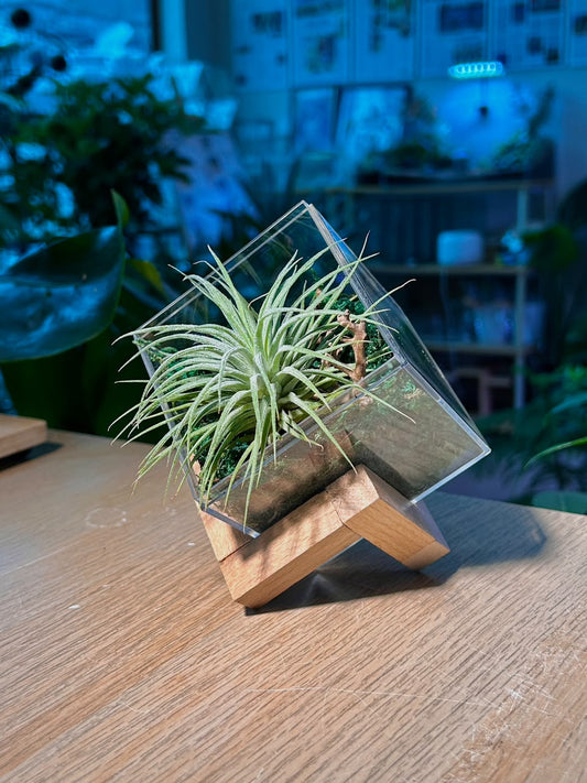 Airplant (空气凤梨) Tillandsia Fuchsii in Acrylic Box (M) with Wooden Stand