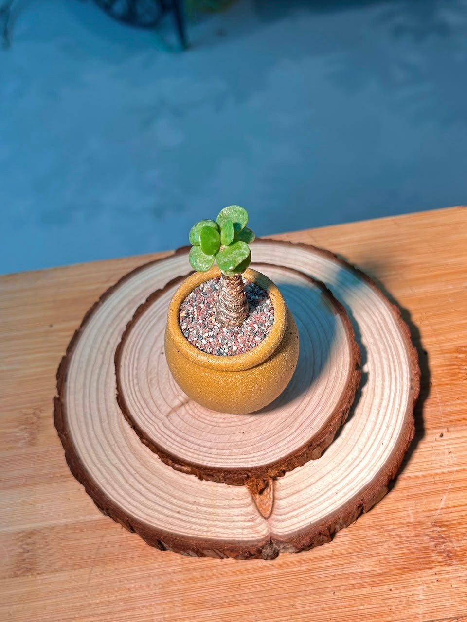Crassula (金钱木) in Textured Ceramic Pot