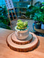 Multi Headed Sedum Hintonii Succulents (信东尼) in Glazed Ceramic Pot