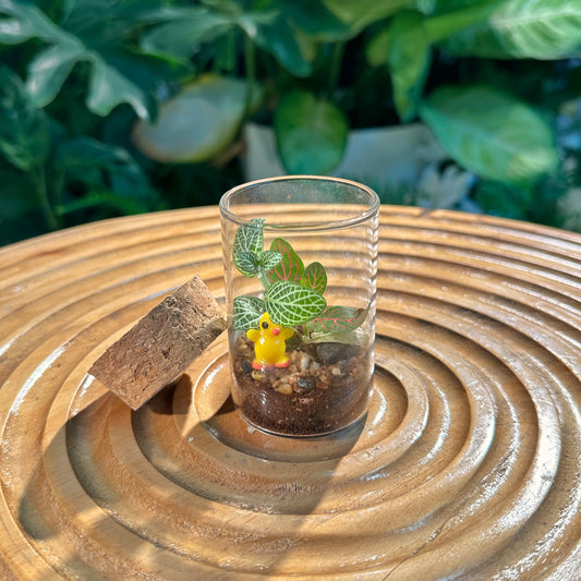 Fittonia in Tall Covered Cylindrical Glass (S)