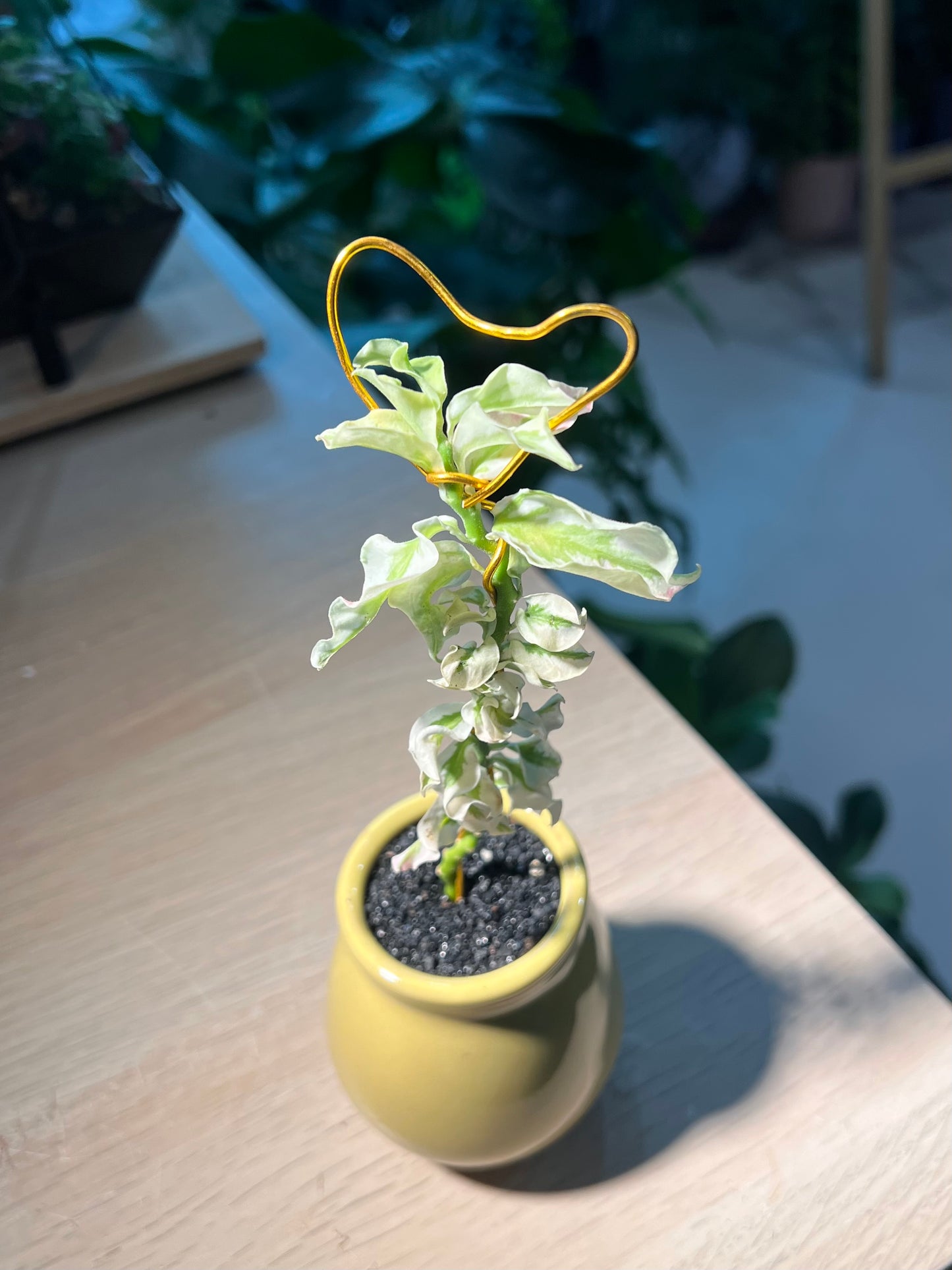 Euphorbia Tithymaloides (小鸟花) in Ceramic Pot