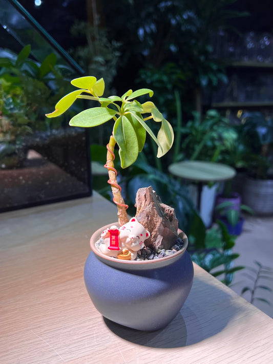 Dwarf Umbrella Tree (้ธญ่ๆจ) in Matt Blue Ceramic Pot