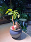Dwarf Umbrella Tree (鸭脚木) in Matt Blue Ceramic Pot