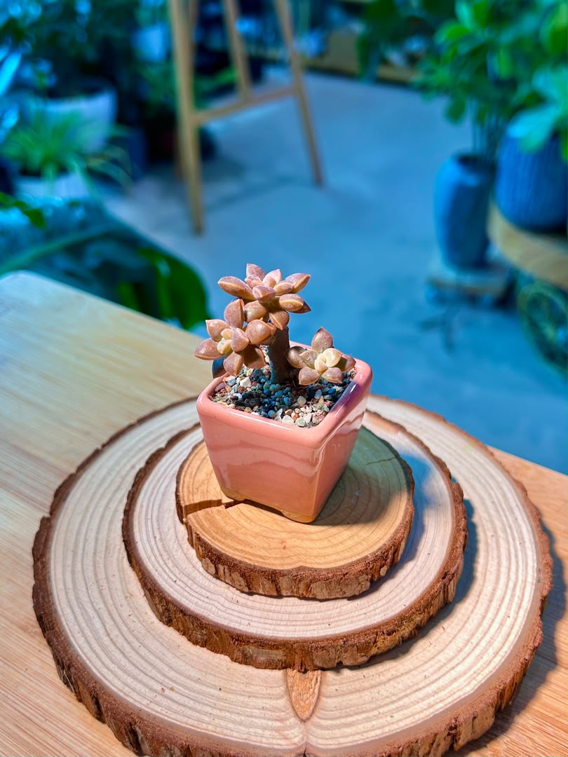 Graptosedum (Succulent) in Pink Ceramic Pot