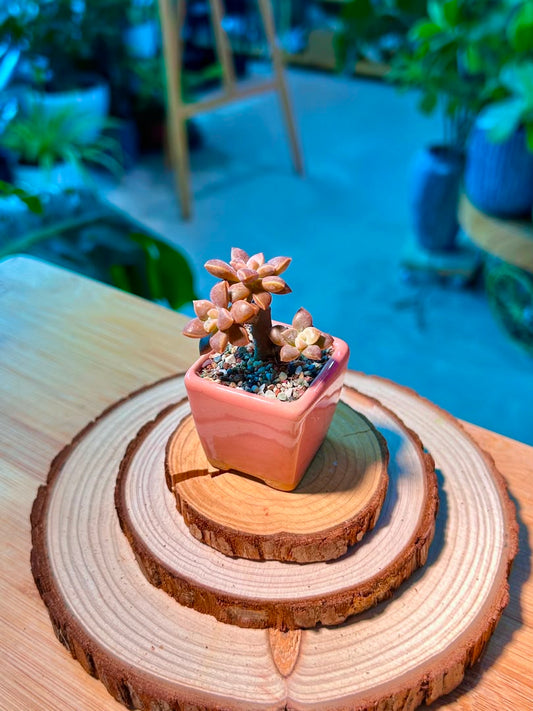 Graptosedum (Succulent) in Pink Ceramic Pot