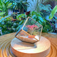 Airplant in Golden Frame Cubical Terrarium Glass