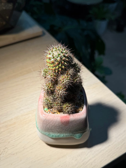 Mammillaria Cactus in Bicolor Ceramic Pot