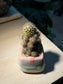 Mammillaria Cactus in Bicolor Ceramic Pot