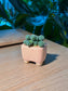 Blue Stonecrop (姬星美人) Sedum Dasyphyllum in Texture Pink Ceramic Pot