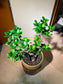 Ficus Ginseng (Bonsai Indoor Plant) in Round Ceramic Pot