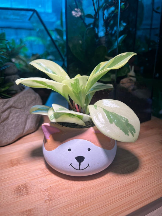 Peperomia in Doggie Ceramic Pot