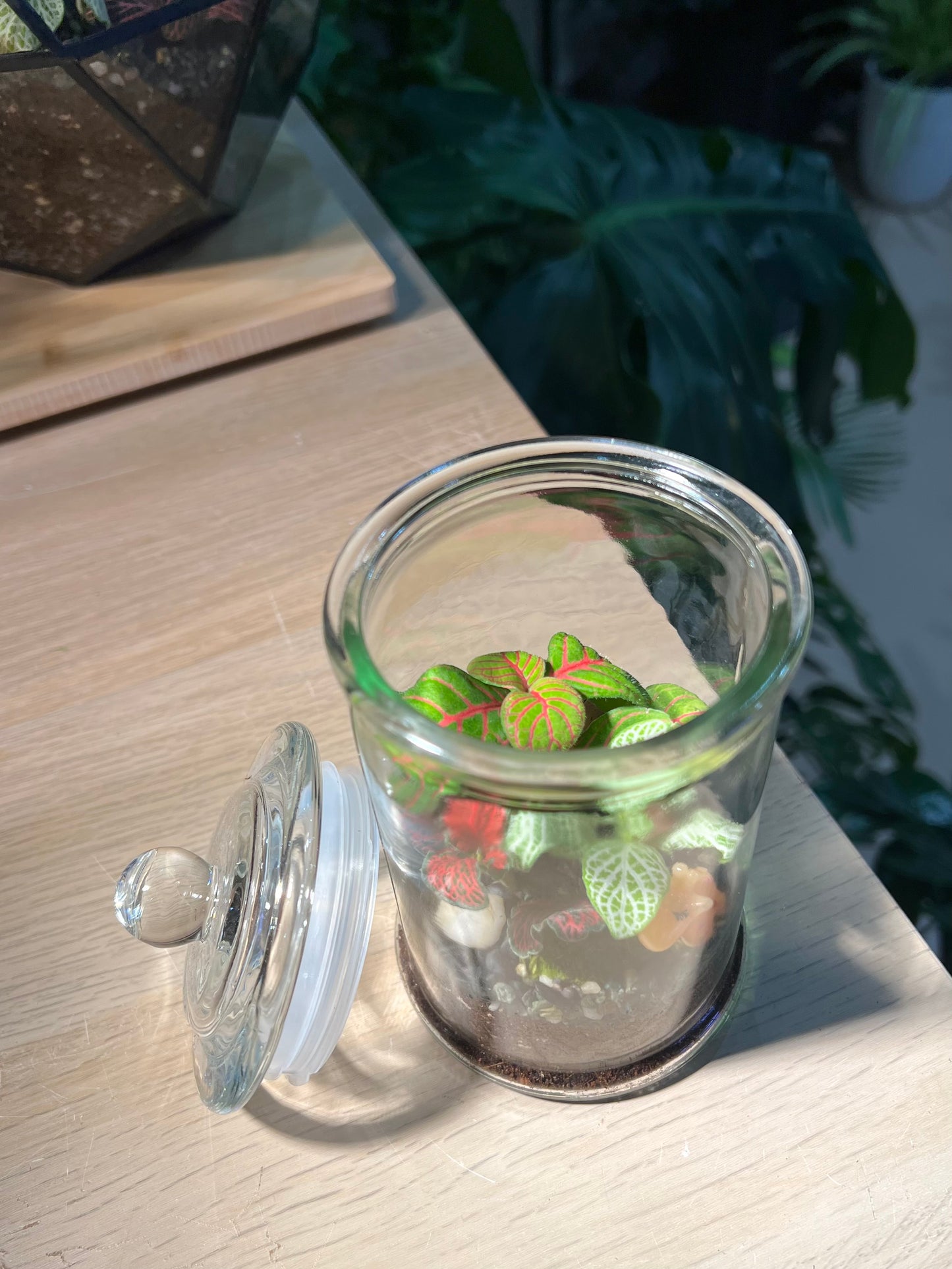 Fittonia with Moss Arrangement in Terrarium Jar (M)