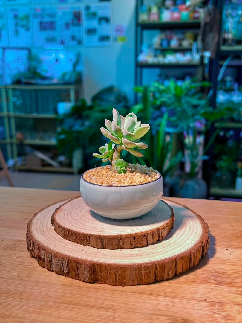 Echeveria (拟石莲花) in Blue Glazed Ceramic Pot