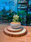 Echeveria (拟石莲花) in Blue Glazed Ceramic Pot