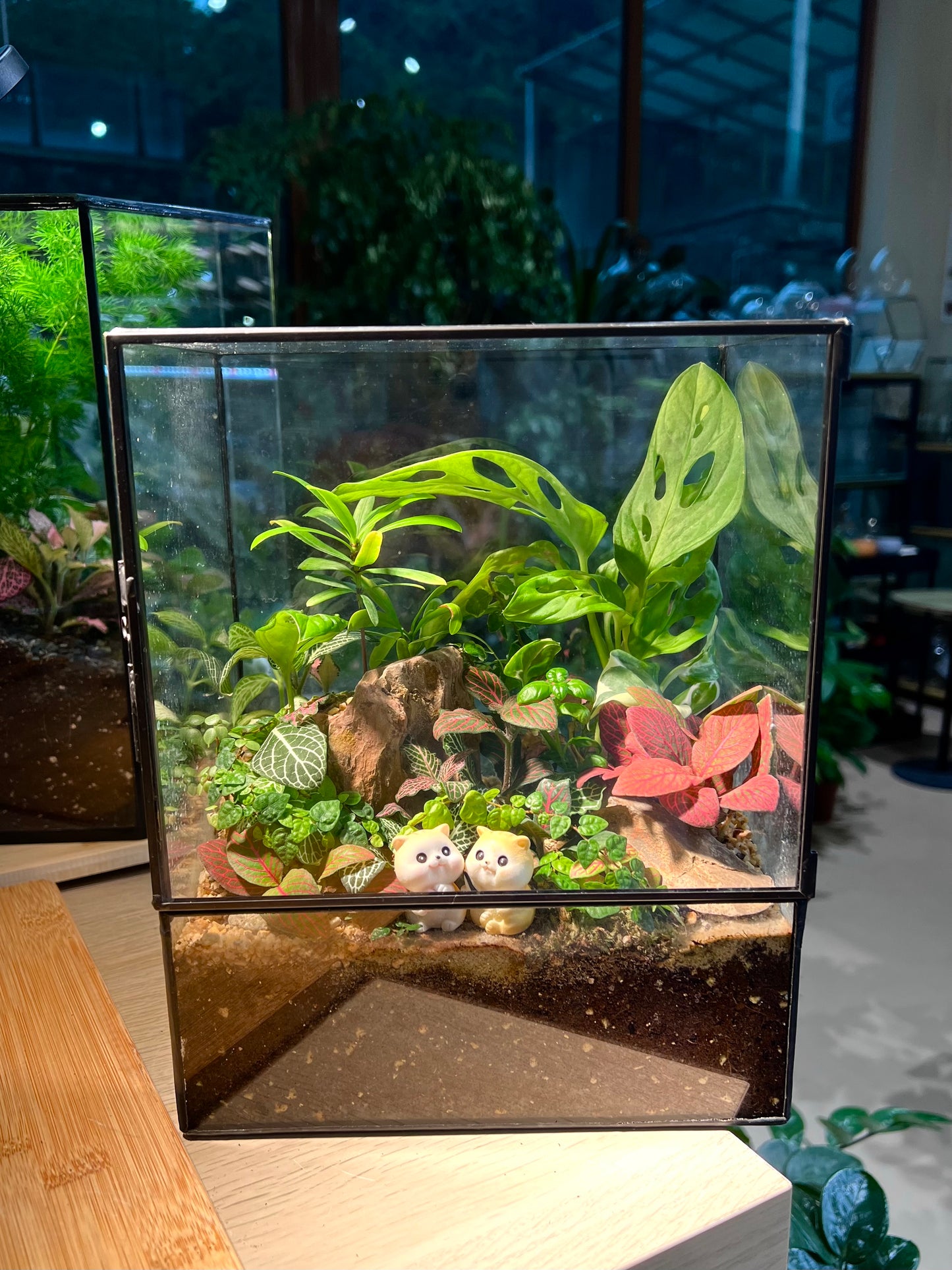 Fittonia, Fern, Monstera and Moss Arrangement in Black Rectangular Glass with Side Hung Lid Terrarium