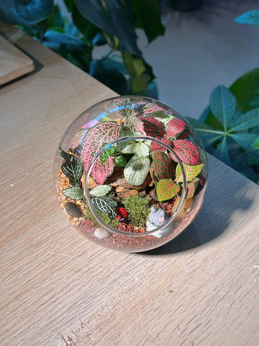 Indoor Plant Arrangement Fittonia & Moss (网纹草 & 苔藓) in Round Glass (L)