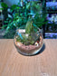Succulent Arrangement Terrarium (十二卷属) Harworthia in Fishbowl Glass