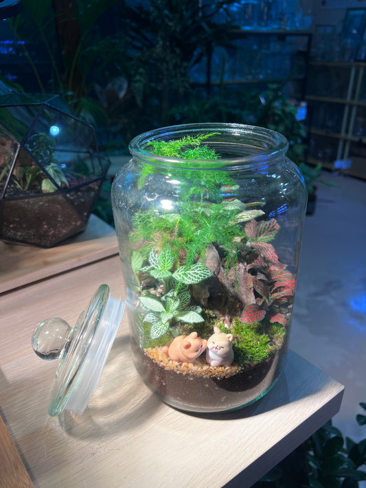 Fittonia, Asparagus Fern with Moss (Indoor Plant) Arrangement in Terrarium Jar