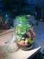 Fittonia, Asparagus Fern with Moss (Indoor Plant) Arrangement in Terrarium Jar