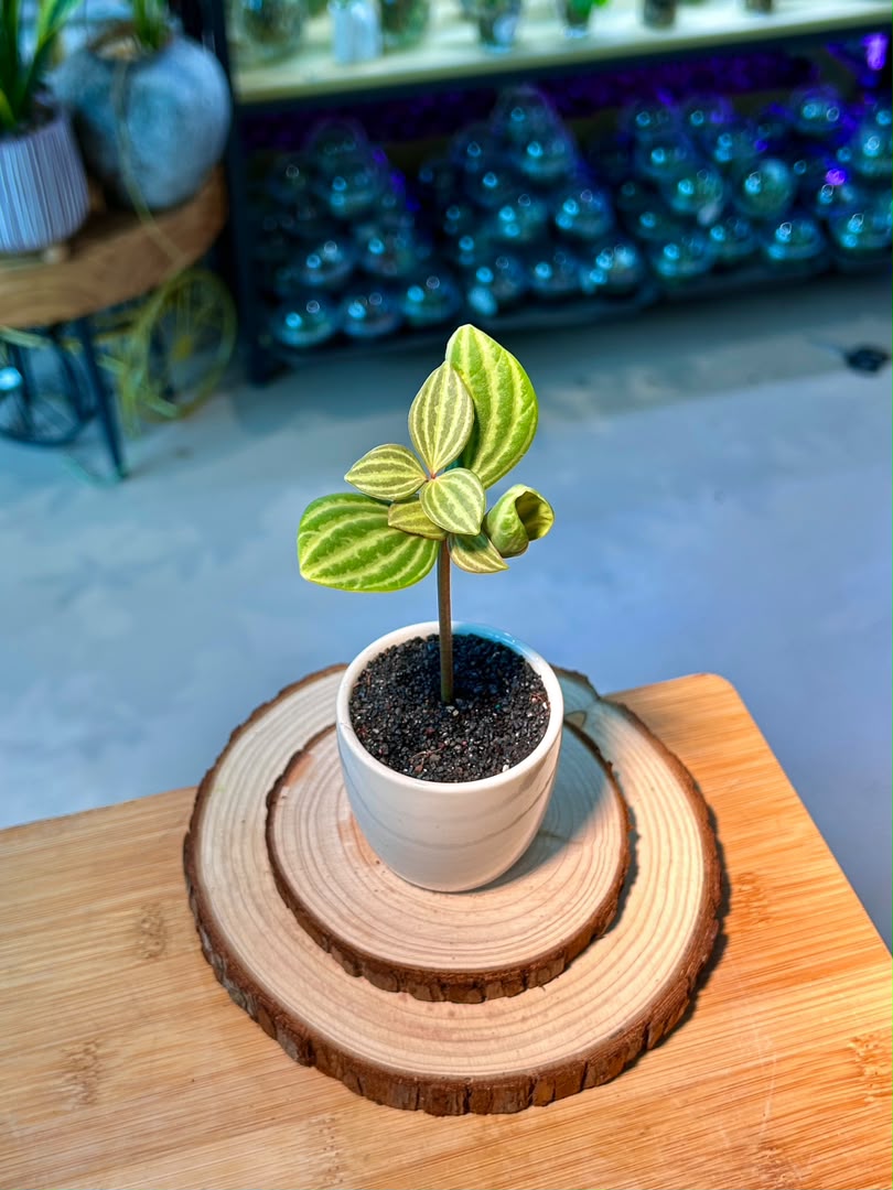 Peperomia Puteolata (Indoor Plant) in Ceramic Pot
