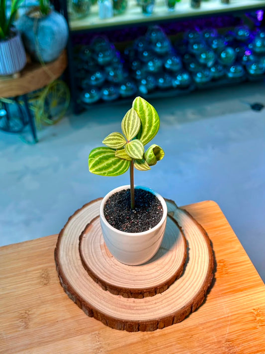 Peperomia Puteolata (Indoor Plant) in Ceramic Pot