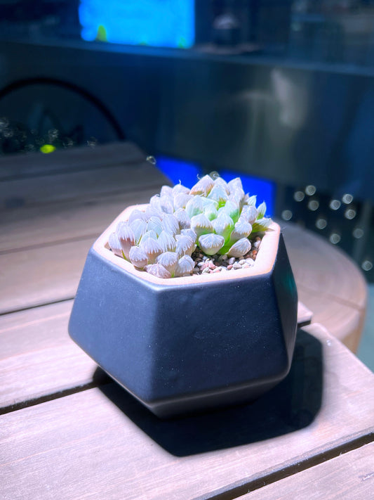 Haworthia Cooperi in Matt Black Hexagon Ceramic Pot