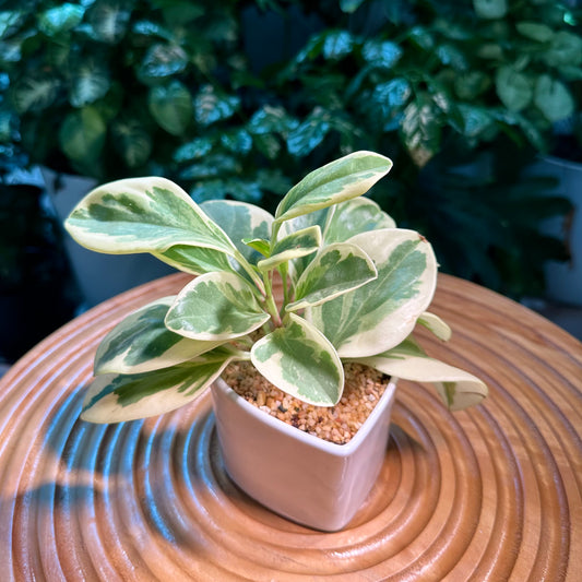 Peperomia in White Heart Shape Ceramic Pot