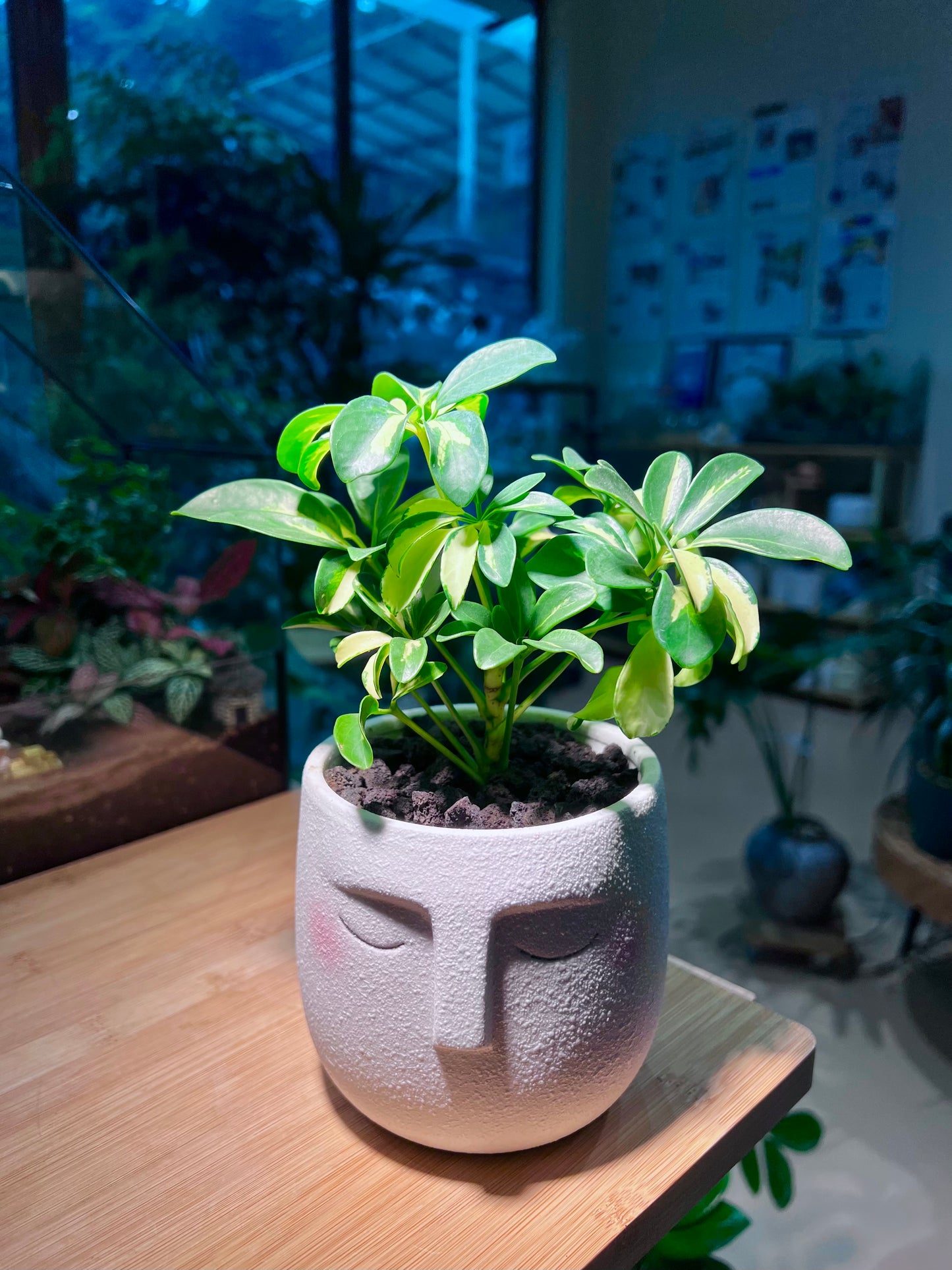 Dwarf Umbrella Tree in Face Designed Ceramic Pot