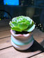Mountain Rose in Tricolor Petal Edge Ceramic Pot
