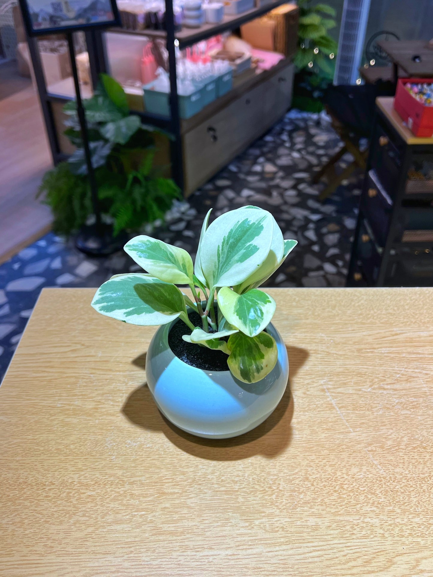 Peperomia Obtusifolia in Glazed Ceramic Pot