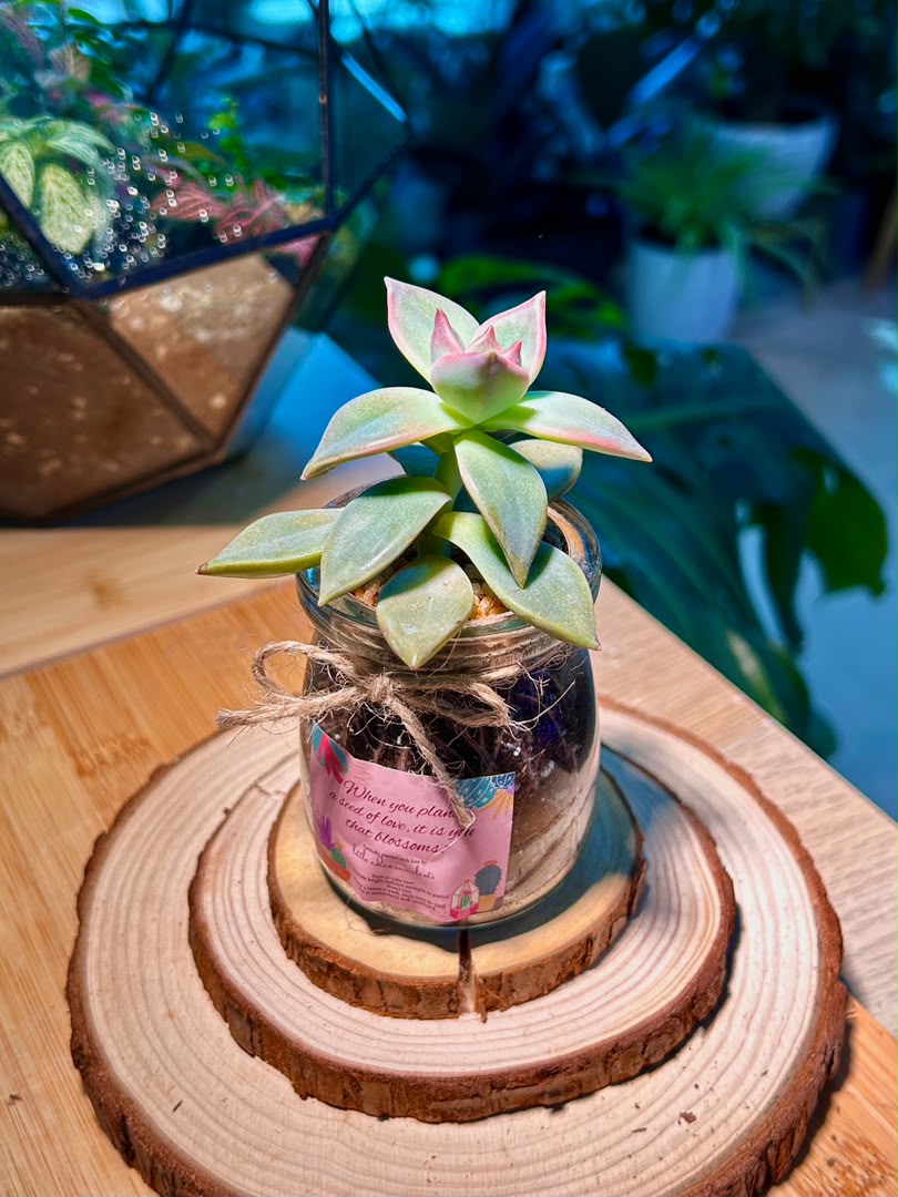 Echeveria Succulent in Pudding Jar