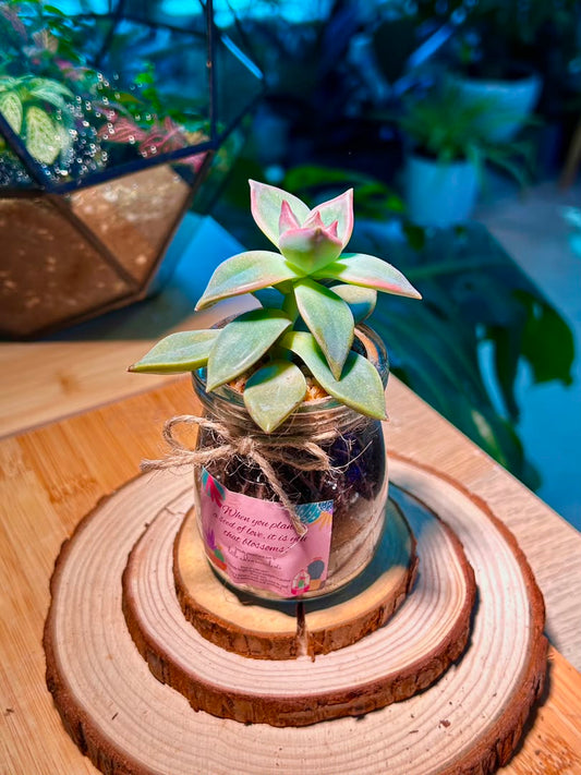 Echeveria Succulent in Pudding Jar
