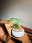 Asparagus Fern in Round Ceramic Pot