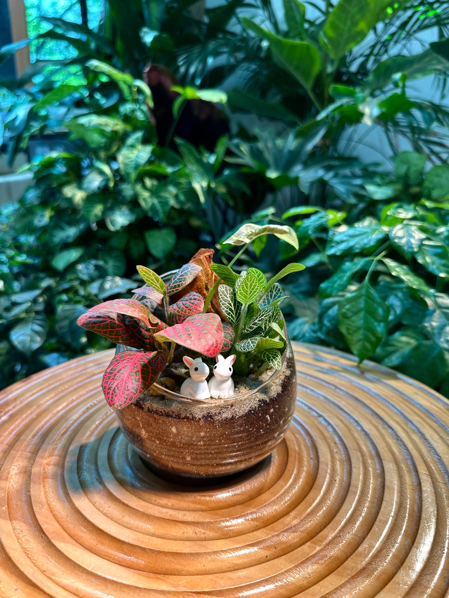 Fittonia in Slanted Glass Terrarium