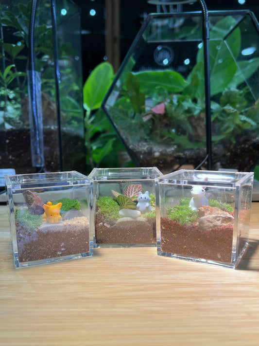 Moss with or without Fittonia in Arcylic Glass Terrarium (S)